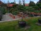 Preview: Pinus sylvestris Typ Norwegen Formschnitt - Skandinawische Kiefer - 160