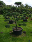 Preview: Pinus sylvestris Typ Norwegen Formschnitt - Skandinawische Kiefer - 180
