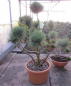 Preview: Pinus sylvestris Watererii Formschnitt  - Silberkiefer - 80-100