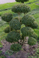 Preview: Taxus baccata Bonsai - Europäische Eibe - 70x100
