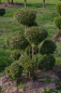 Preview: Taxus baccata Bonsai - Europäische Eibe - 70x100
