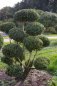 Preview: Taxus baccata Bonsai - Europäische Eibe - 70x100