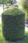 Preview: Taxus baccata Bienenkorb Form  - Europäische Eibe -150