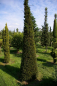 Preview: Taxus baccata Formschnitt Kegel - Europäische Eibe - 275-300