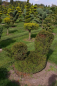 Preview: Taxus baccata, Formschnitt Ente - Europäische Eibe -  80-100