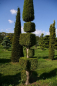 Preview: Thuja occidentalis Smaragd Form Baukasten mit Spitze - Smaragd-Lebensbaum - 250-275