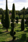 Preview: Thuja occidentalis Smaragd Form Baukasten mit Spitze - Smaragd-Lebensbaum - 250-275
