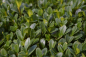 Preview: Thuja occidentalis Smaragd Form Baukasten mit Spitze - Smaragd-Lebensbaum - 250-275