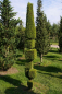 Preview: Thuja occidentalis Smaragd Form Baukasten mit Spitze - Smaragd-Lebensbaum - 250-275