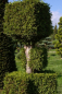 Preview: Thuja occidentalis Smaragd Form Baukasten mit Spitze - Smaragd-Lebensbaum - 250-275