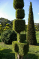 Preview: Thuja occidentalis Smaragd Form Baukasten mit Spitze - Smaragd-Lebensbaum - 250-275