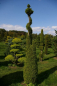 Preview: Thuja occidentalis Smaragd Form Spirale mit Kugel - Smaragd-Lebensbaum -  300-350