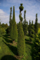 Preview: Thuja occidentalis Smaragd Form Spirale mit Kugel - Smaragd-Lebensbaum -  300-350