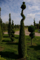 Preview: Thuja occidentalis Smaragd Form Spirale mit Kugel - Smaragd-Lebensbaum -  300-350