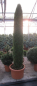Preview: Thuja occidentalis Smaragd Obelisk - Säulenlebensbaum - 150-175