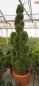 Preview: Thuja occidentalis Smaragd Obelisk Wolkenform - Säulenlebensbaum - 150-175