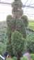 Preview: Thuja occidentalis Smaragd Obelisk Wolkenform - Säulenlebensbaum - 150-175