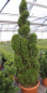 Preview: Thuja occidentalis Smaragd Obelisk Wolkenform - Säulenlebensbaum - 150-175