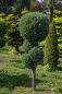 Preview: Chamaecyparis lawsoniana  Alumii Form Pom-Pom - Blaue Säulenscheinzypresse - 150-175