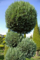 Preview: Chamaecyparis lawsoniana  Alumii Form Pom-Pom - Blaue Säulenscheinzypresse - 150-175