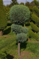 Preview: Chamaecyparis lawsoniana  Alumii Form Pom-Pom - Blaue Säulenscheinzypresse - 150-175