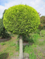 Preview: Chamaecyparis lawsoniana  Stardust Form Kugel - Gelbe Gartenzypresse - 200-225
