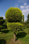 Preview: Chamaecyparis lawsoniana  Stardust Form Kugel-Zylinder - Gelbe Scheinzypresse - 175-200
