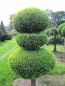 Preview: Chamaecyparis lawsoniana Alumigold Formschnitt - Gelbe Scheinzypresse -  175-200