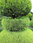 Preview: Chamaecyparis lawsoniana Alumigold Formschnitt - Gelbe Scheinzypresse -  175-200