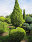 Preview: Chamaecyparis lawsoniana Alumigold Formschnitt - Gelbe Scheinzypresse -  275-300