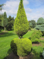 Preview: Chamaecyparis lawsoniana Alumigold Formschnitt - Gelbe Scheinzypresse -  275-300