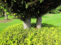Preview: Chamaecyparis lawsoniana Alumigold Formschnitt - Gelbe Scheinzypresse -  275-300