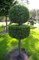 Preview: Chamaecyparis lawsoniana Ivonne - Gelbe Scheinzypresse - 225