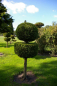 Preview: Chamaecyparis lawsoniana Ivonne - Gelbe Scheinzypresse - 225