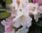 Preview: Rhododendron hybr. Brigitte  - Grossblumige Alpenrose -30-40