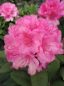 Preview: Rhododendron hybr. Dr. Kleinfeld  - Grossblumige Alpenrose -30-40