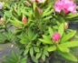 Preview: Rhododendron hybr. Dr. Kleinfeld  - Grossblumige Alpenrose -30-40