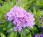 Preview: Rhododendron hybr. Goldflimmer - Grossblumige Alpenrose - 25-30