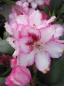 Preview: Rhododendron Hachmanns Charmant ®