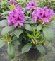 Preview: Rhododendron hybr. Rasputin - Grossblumige Alpenrose - 30-40
