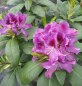 Preview: Rhododendron hybr. Rasputin - Grossblumige Alpenrose - 30-40
