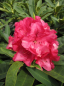 Preview: Rhododendron hybr. Wilgens Ruby - Grossblumige Alpenrose - 30-40