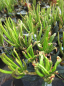 Preview: Rhododendron sanguineanum var. roxieanum -  25-30 -