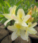 Preview: Rhododendron luteum Daviesii  - Sommergrüne Azalee - 25-30