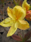 Preview: Rhododendron luteum Golden Sunset - Sommergrüne Azalee -  30-40