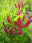 Preview: Rhododendron luteum Rosata - Sommergrüne Azalee -  25-30