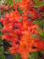 Preview: Rhododendron luteum Rosata - Sommergrüne Azalee -  25-30