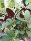 Preview: Rhododendron neriiflorum Burletta - Alpenrose -  30-40