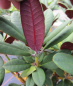 Preview: Rhododendron neriiflorum Burletta - Alpenrose -  30-40