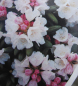 Preview: Rhododendron roxieanum var. oreonastes  - Tibetische Alpenrose - 25-30